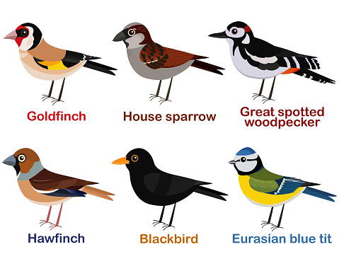 Vector illustration set of cute European bird cartoons - goldfinch, house sparrow, great spotted woodpecker, hawfinch, blackbird, blue tit.