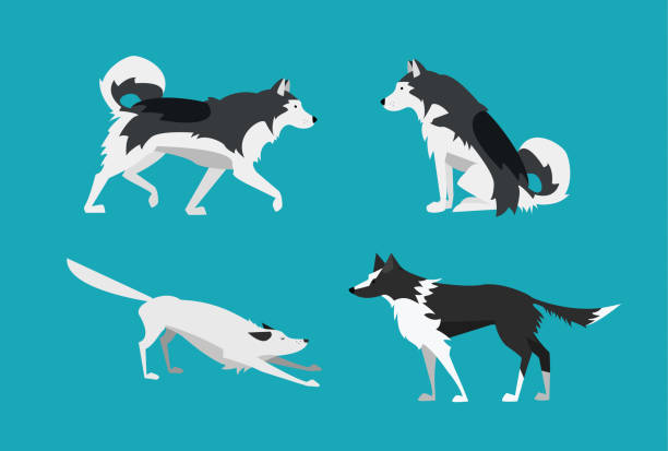 ilustraciones, imágenes clip art, dibujos animados e iconos de stock de ilustración de vector. juego de perros en el estilo de diseño plano. alaskan malamute y border collie. - alaska