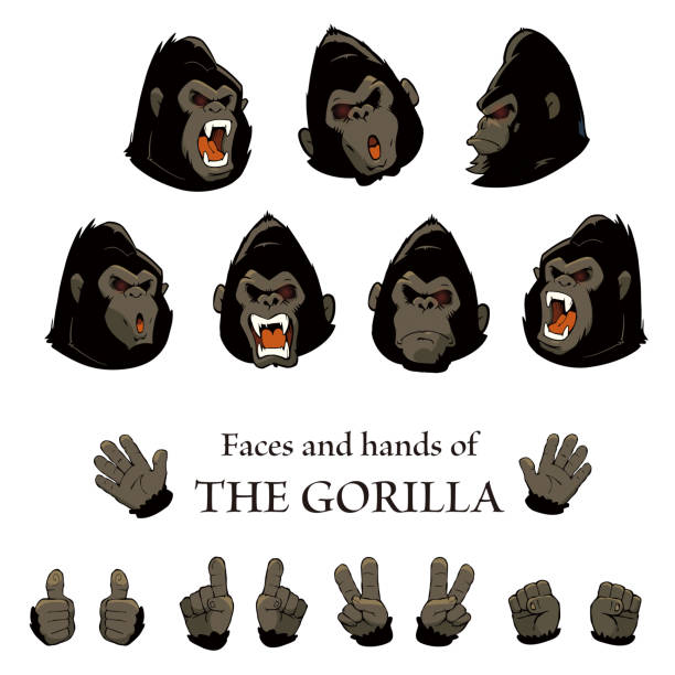 Vector illustration set of Gorillas faces and hands on white background. Personified gorilla character. gorilla stock illustrations