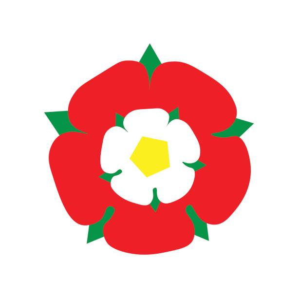 Vector Illustration: Tudor Rose made in a flat icon style. England emblem after the War of The Roses: combined the red rose of the house of Lancaster and the White rose of the house of York. Vector Illustration: Tudor Rose made in a flat icon style. England emblem after the War of The Roses: combined the red rose of the house of Lancaster and the White rose of the house of York. lancashire stock illustrations
