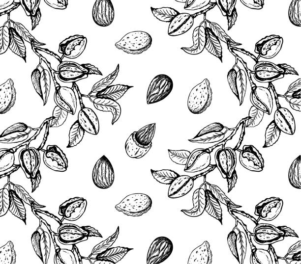 Vector illustration Vector illustration of sketch hand drawn pattern with black and white branches almond nuts, tree. Vintage,organic, vegan, food background. Floral botanical plants drawing wallpaper.Line Art, engraving almond stock illustrations