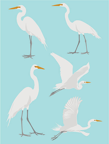 Vector illustrations of a heron in various poses A group of five herons . heron family stock illustrations