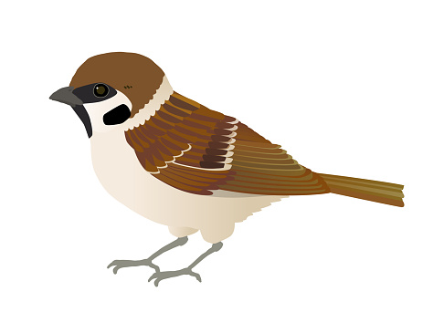 Vector Illustrations of Familiar Wild Bird Sparrows