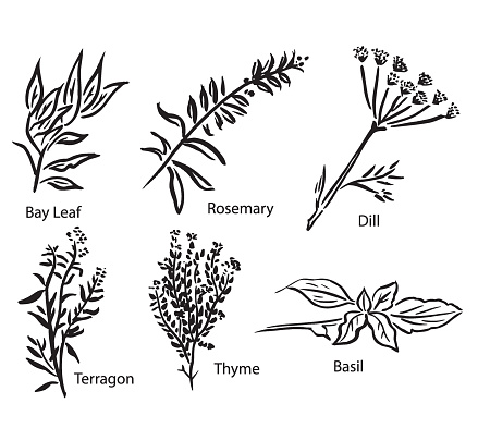 Vector Illustrations of Various Spices or Herbs