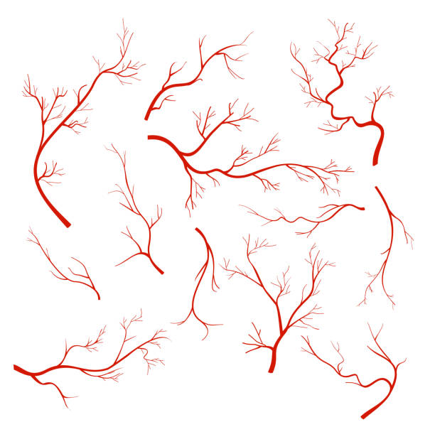 Vector illustrations set of veins and vessel, red capillaries, blood arteries isolated on white background. Vector illustrations set of veins and vessel, red capillaries, blood arteries isolated on white background blood vessel stock illustrations