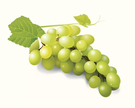 vector illustrator of green grapes