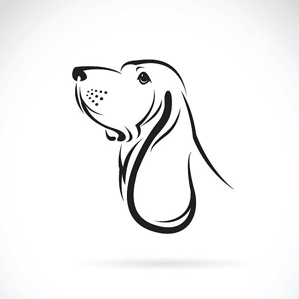 Vector image of a basset hound head Vector image of a basset hound head on white background basset hound stock illustrations