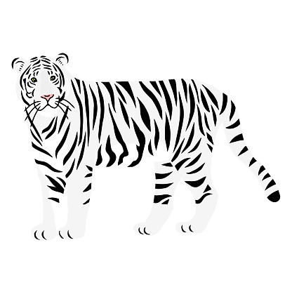 Vector image of a white tiger full body flat illustration.