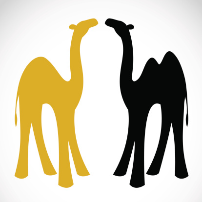 Vector image of an camel