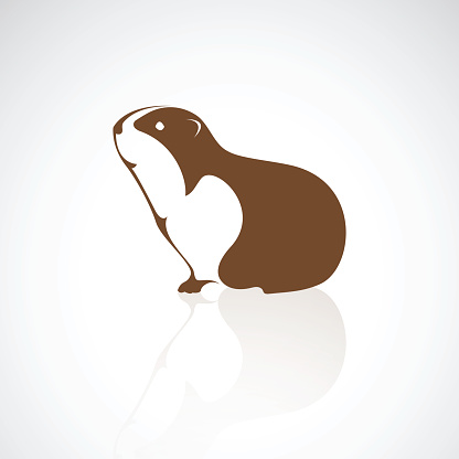 Vector image of an guinea design on white background