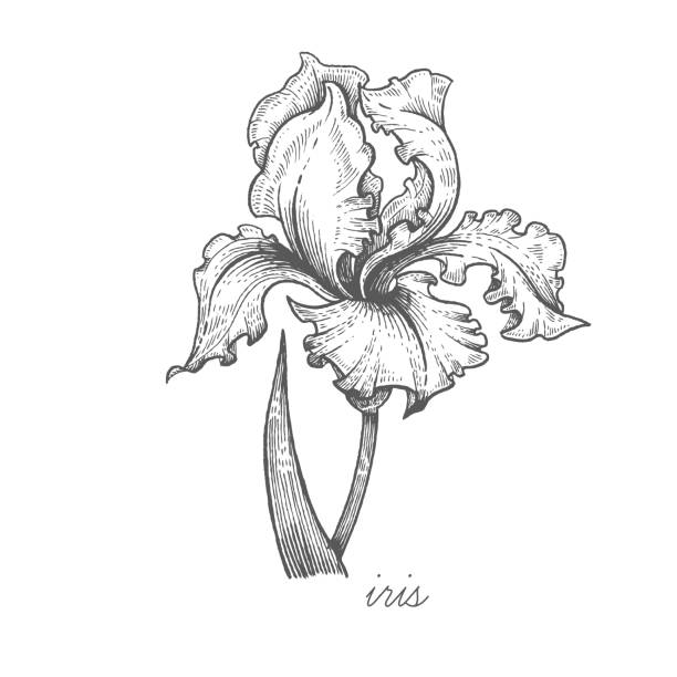Iris Flower Drawing Simple - Amalina