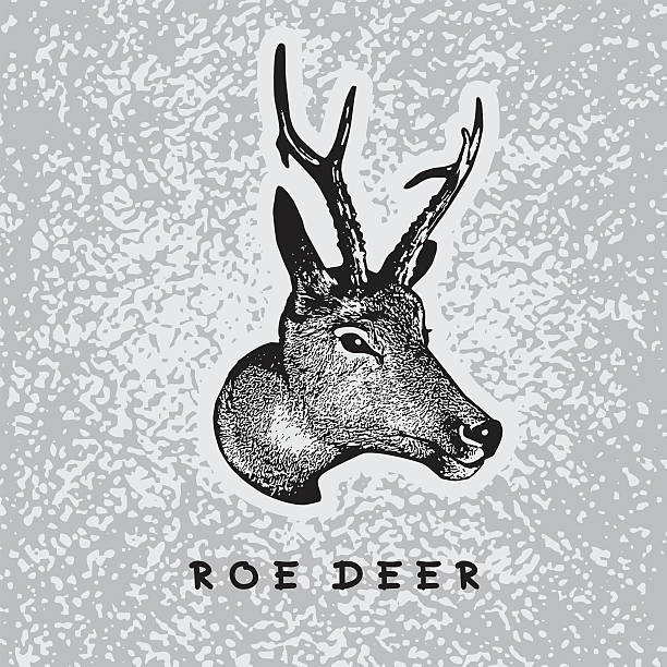 bildbanksillustrationer, clip art samt tecknat material och ikoner med vector image of roe deer head. - rådjur