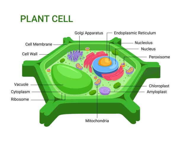 Vector infographic of the Plant cell anatomy structure. Nucleus, mitochondria, endoplasmic reticulum, golgi apparatus, cytoplasm,  wall membrane etc  photosynthesis diagram stock illustrations