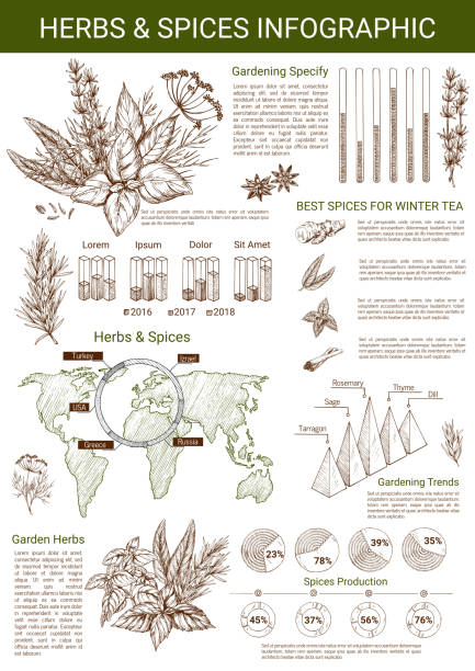 Vector infographics for spice and herbs Spices and herbs infographics template. Vector design elements and diagrams on herbal seasonings on world map, thyme, oregano and tarragon percent share for condiment and garden spice production spices of the world stock illustrations