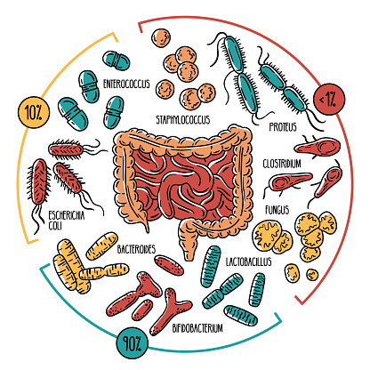 Vector infographics of the human intestinal flora. Normal, opportunistic, pathogenic gut microbiota of the digestive tract. Microorganisms in the colon.