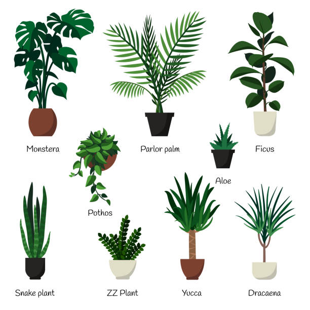 Houseplant Illustrations Royalty Free Vector Graphics 