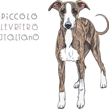 Vector Italian Greyhound Dog breed