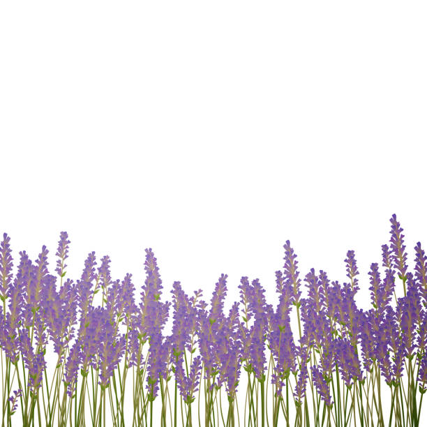 Mural Wall Tattoo 3d Wall Sticker Lavender field in Provence Natural Landscape 