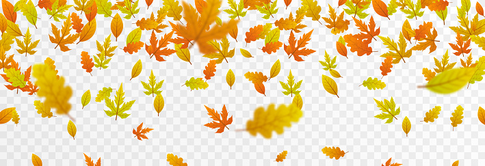 Vector leaf fall on an isolated transparent background. Autumn, the leaves are falling from the trees.