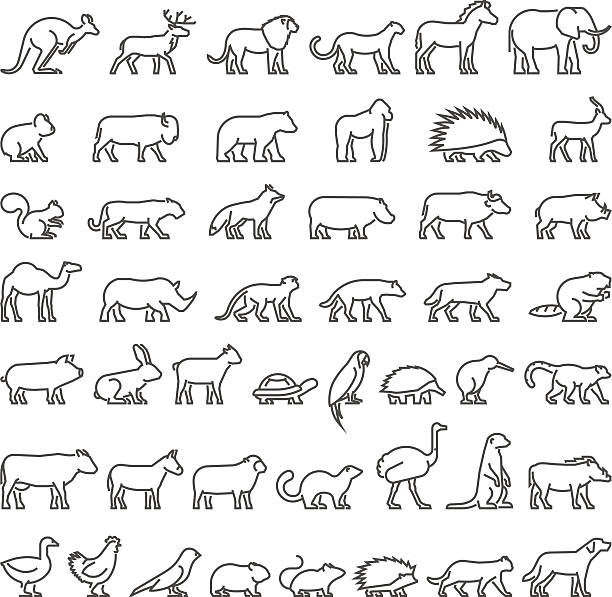 Vector line silhouettes of domestic, farm and wild animals Vector linear set of silhouettes of domestic, farm, forest and wild animals. Line icon hedgehog, cat, dog, cow, ferret, lion, panther and others. Open path. rugby league stock illustrations