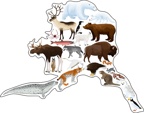 vector map with animals of Alaska: polar bear, bald eagle, moose, lynx, beaver, crab, fox, owl, seal, bison, bear, mountain goat, reindeer, wolf