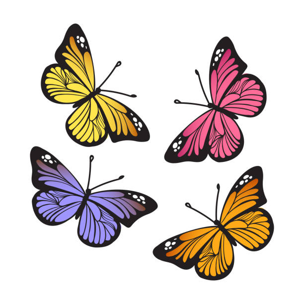 Vector Monarch Butterflies Stylized Monarch Butterflys isolated on white background set. Vector illustration pink monarch butterfly stock illustrations