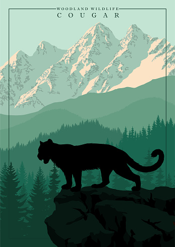 vector mountain in woodland on Rocky mountains with Puma, Cougar, mountain lion