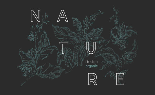 벡터 자연 서식 파일입니다. 식물 예술 스케치 디자인입니다. 커피 그린 트리 - 식물학 stock illustrations