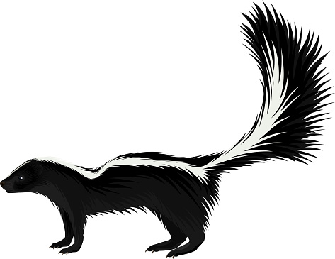 vector North american striped skunk