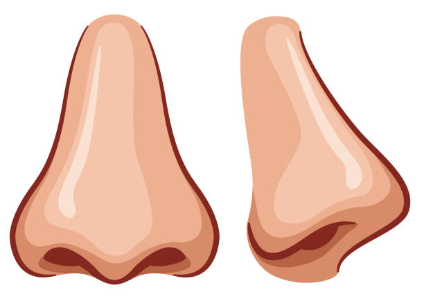 69,511 Nose Illustrations &amp; Clip Art - iStock