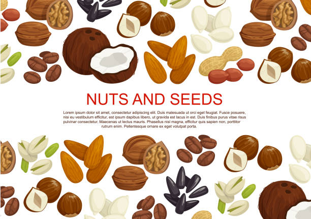 Vector nuts and fruit seeds sweets poster Nuts and seeds or fruit kernels poster of almond, pistachio or pumpkin and sunflower seeds, filbert nut or peanut and walnut, coconut or hazelnut and legume beans. Vector information design template chestnut food stock illustrations