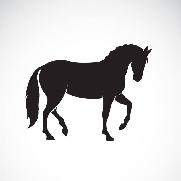 Vector of a horse isolated on white background. Wild Animals. Easy editable layered vector illustration. Vector of a horse isolated on white background. Wild Animals. Easy editable layered vector illustration. horse stock illustrations