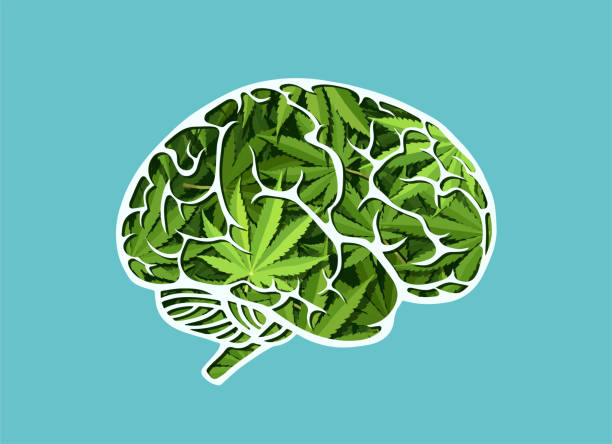 ilustrações de stock, clip art, desenhos animados e ícones de vector of a human brain made of marijuana leaves - change habits