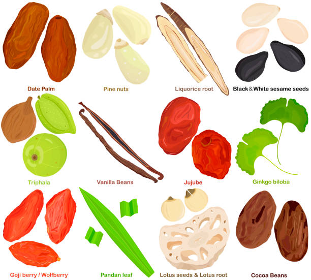 Vector of aromatic culinary Herb. Different fruit, root, seed, leaves - Date palm, Pine nut. Liquorice, sesame, Triphala, Vanilla, Jujube, Ginkgo, Goji berry, Pandan, Lotus seed root, cocoa. vector art illustration