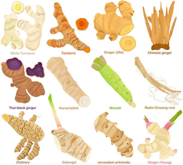 Vector of aromatic culinary Herb rhizome, root. Different Turmeric, Ginger, Galangal, Ginseng, Wasabi, Horseradish. Healthy ingredients Vector of aromatic culinary Herb rhizome, root. Different Turmeric, Ginger, Galangal, Ginseng, Wasabi, Horseradish. Healthy ingredients. Colorful set of food illustration isolated on white background horseradish stock illustrations