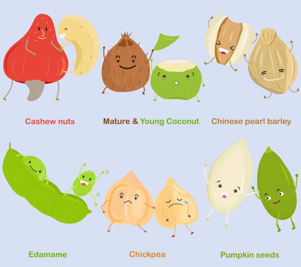 Vector of Bean, Nut, Seed - Cashew nut, Coconut, Chinese pearl barley, Edamame, Chickpea, Pumpkin seeds. vector art illustration