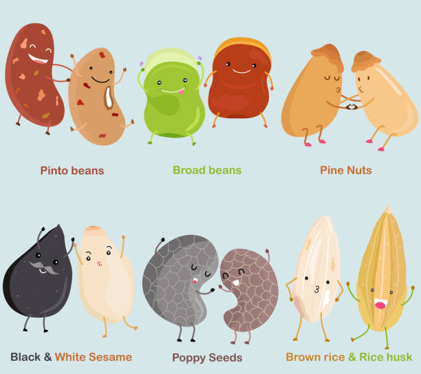 Vector of Bean, Nut, Seed - Pinto bean, Broad bean, Pine Nut, Black White Sesame, Poppy Seed, Brown rice & Rice husk. vector art illustration