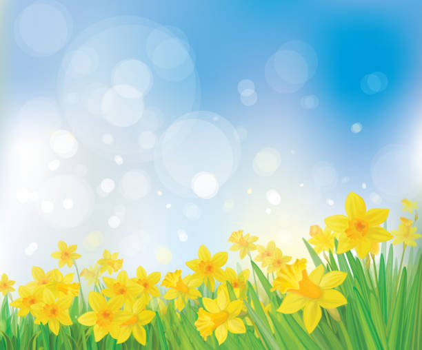 Royalty Free Daffodil Clip Art, Vector Images ...