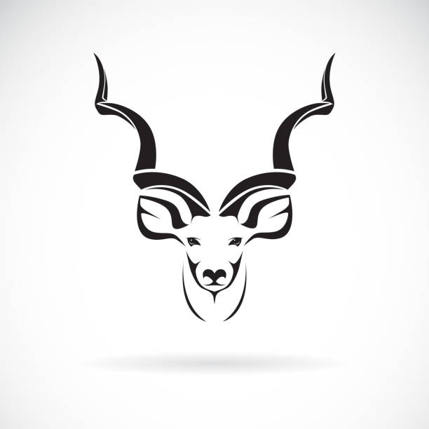 Vector of greater kudu head design on white background, Wild Animals. Easy editable layered vector illustration. Vector of greater kudu head design on white background, Wild Animals. Easy editable layered vector illustration. antelope stock illustrations