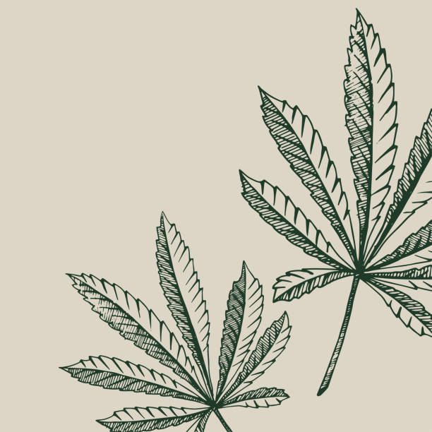 векторный фон растения конопли на бежевых квадратных листьях конопли - cannabis stock illustrations