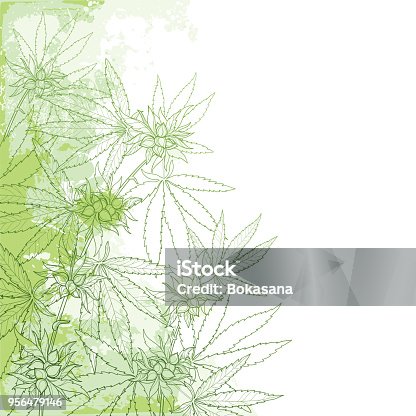 istock Vector outline Cannabis sativa or Cannabis indica or Marijuana bunch. Corner branch, leaves and seed on the pastel green textured background. 956479146