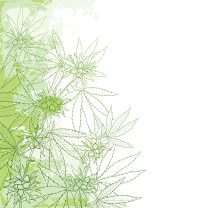 Vector outline Cannabis sativa or Cannabis indica or Marijuana bunch. Corner branch, leaves and seed on the pastel green textured background.