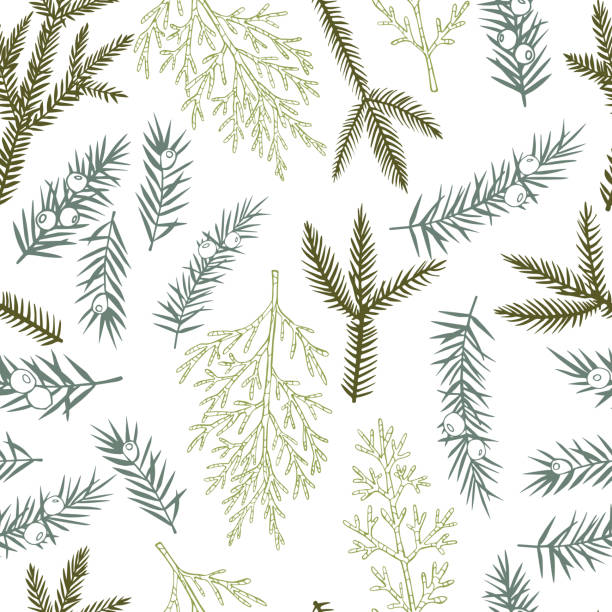 Vector  pattern with Christmas plants. Vector  seamless pattern with hand drawn Christmas plants. cedar tree stock illustrations