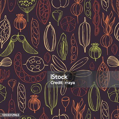 lotus seed pod photoshop clipart free download