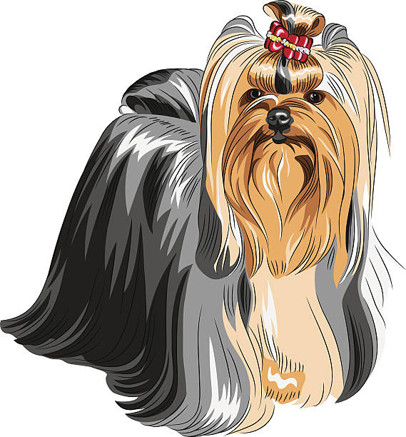 vector pedigreed dog Yorkshire terrier color sketch Yorkshire terrier red and black with elegant exhibition haircut yorkie haircuts stock illustrations
