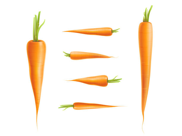 Vector photo-realistic carrot set isolated Vector photo-realistic carrot set. 3d vegetable, raw ripe organic and healthy food with cut stem, leaves. Fresh isolated illustration on a white background for advertising, poster design carrot stock illustrations