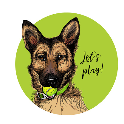 Vector portrait of german shepherd dog with tennis ball. Let s play. Green curveball. Summer cartoon illustration. Hand drawn pet portait. Poster, t-shirt print, holiday, postcard, summertime.