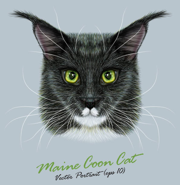 Maine Coon Cat Illustrations, RoyaltyFree Vector Graphics & Clip Art iStock
