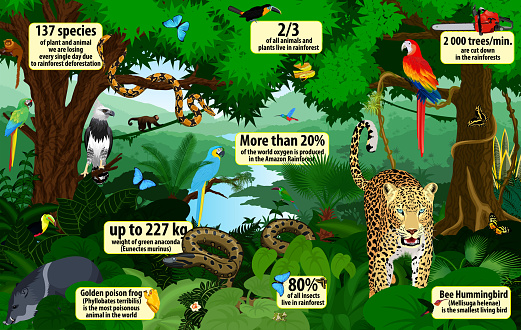 vector rainforest  infographic with animals illustration . Green Tropical Forest jungle with parrots, jaguar, boa, peccary, harpy, monkey, frog, toucan, anaconda and butterflies