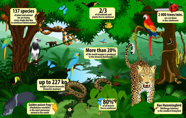 ilustrações, clipart, desenhos animados e ícones de infográfico da floresta tropical vetorial com ilustração de animais . floresta tropical verde selva com papagaios, onça, jibóia, peccary, harpia, macaco, sapo, tucano, anaconda e borboletas - amazonia